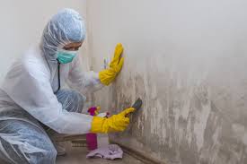 Best Basement Mold Removal in Hermitage, PA